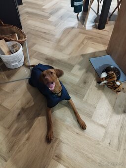 Maďarská vyžla - 2