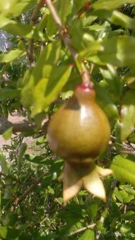 Predám granátové  jablko - 2