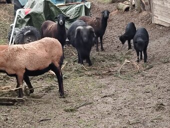 Kamerunské ovce - 2