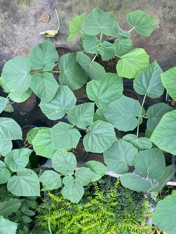 Paulownia Tomentosa rýchlorastúci strom - 2