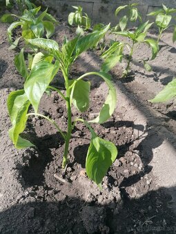 Priesady paradajky papriky chilli - 2