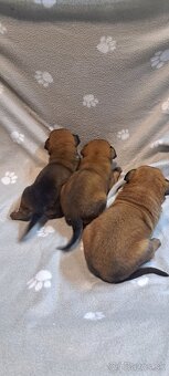 Belgický ovčiak -malinois - 2
