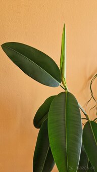 Ficus Elastica longifolia / Fikus / Gumovník - 2