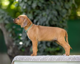 Rhodesian ridgeback - k odberu ihned s PP - 2