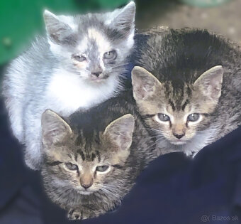 DARUJEM päť trojmesačných mačiatok do dobrých rúk 🐾 - 2