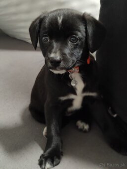Labrador šteniatka - 2