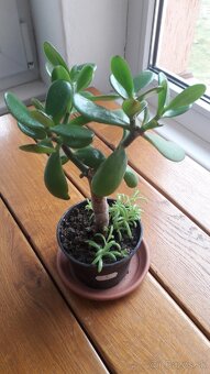 Crassula Ovata - tučnolist, Strom peňazí - 18 Eur (č. 3) - 2