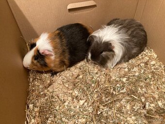 Morča, morčatá, morské prasiatka - 2