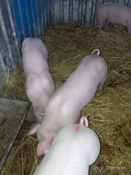 Odstavčata 30-35kg - 2