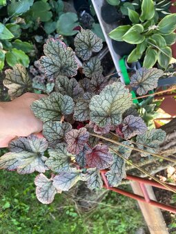 Heuchera striebornobordová mramor krasne rastliny - 2
