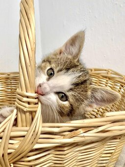 Darujeme mačiatka - 2