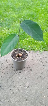 Čampedak-Artocarpus Integer - 2
