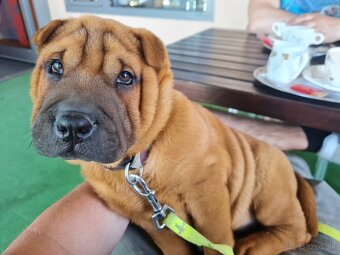 ▶️ SHAR-PEI - 2