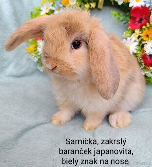 Zakrslý baranček s VP samička japanovitá, biely znak - 2