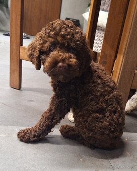 Lagotto romagnolo s PP (italský vodní pes) - 2