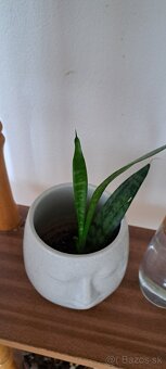 Monstera Thai odrezok - 2