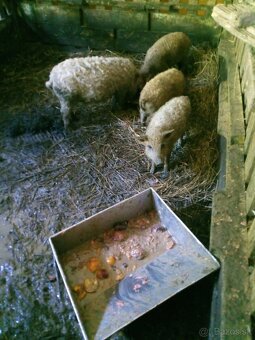 Odstavčatá mangalica - 2