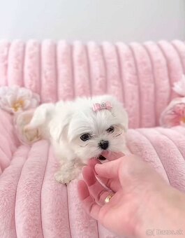 Mini Maltezák - 2