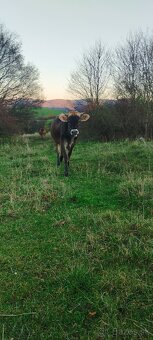 Jalovica Džerzej - 2