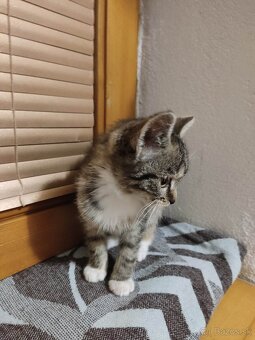 Darujem mačiatka - 2