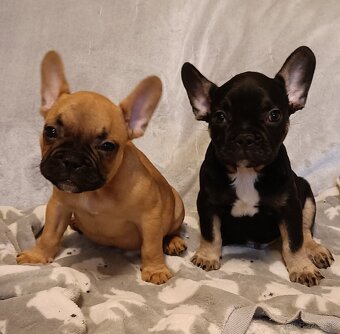 Šteniatka- Francúzsky buldoček oranžový a black & tan - 2