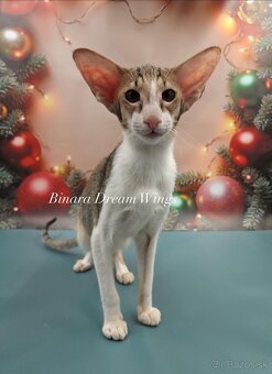 Orientální kočka s PP Binara - 2