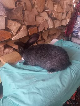 Predáma vymením - 2