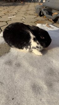 Zákrslý králik❤️ - 2