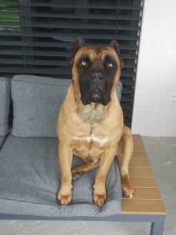 Cane Corso na krytie - 2