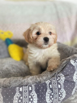 Havanský psík s PP ,Bichon Havanais k rezervácií - 2