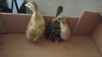 Kačiatka indického bežca - 2