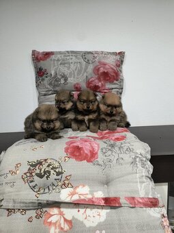 Špic typ pomeranian - 2