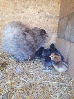 Predám sliepku araucana - 2
