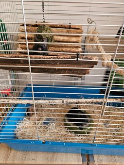 Osmak Degu + klietka a vybavenie - 2
