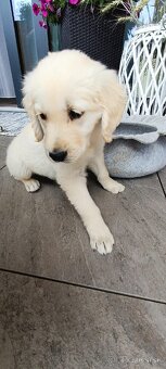 Zlatý retriever šteniatko - 2
