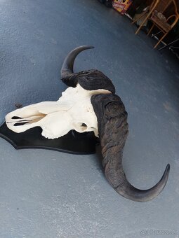 Trofej trofeje paroh parohy parozie zhody - 2