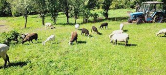 Predam jahničky a barančeka suffolk × ille de france - 2
