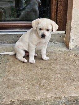 Darujem šteniatka. - 2