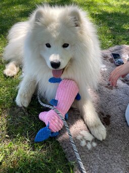 Samojed - 2