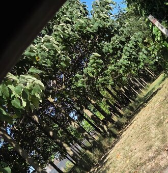 EXKLUZÍVNE – Orná pôda so stromami Paulownia tomentosa - 2