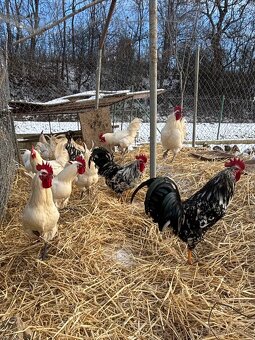 Predám domáce kohúty Bresse Gauloise. - 2