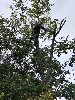 Výrub a orez stromov - 2