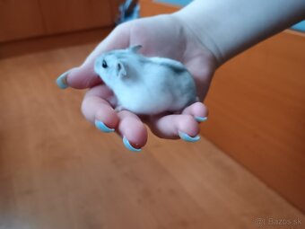 Škrečok dzungarsky - 2