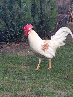 Kohút GREEN SHELL - 2