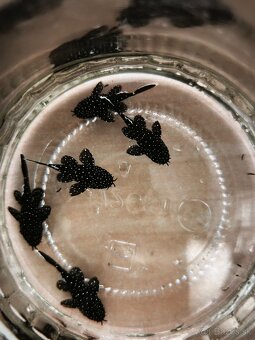 Pleco L213 - 2
