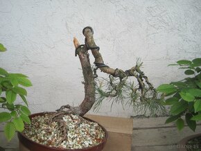 bonsai,bonsaj-BOROVICA - 2