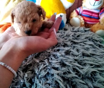 Pudlik pudel mini toy - 2