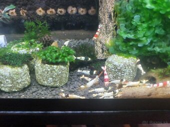 Predam krevetky Caridina crystal red , crystal black - 2