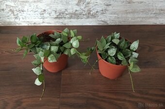 Hoya - rastliny - 2