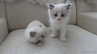 mačiatka ragdoll aktuálne k odberu - 2